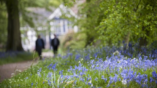 Bluebells in the garden at Rufford Old Hall, Lancashire